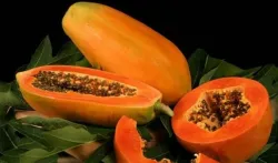 Papaya, fruta tropical que encanta el paladar de los panameños